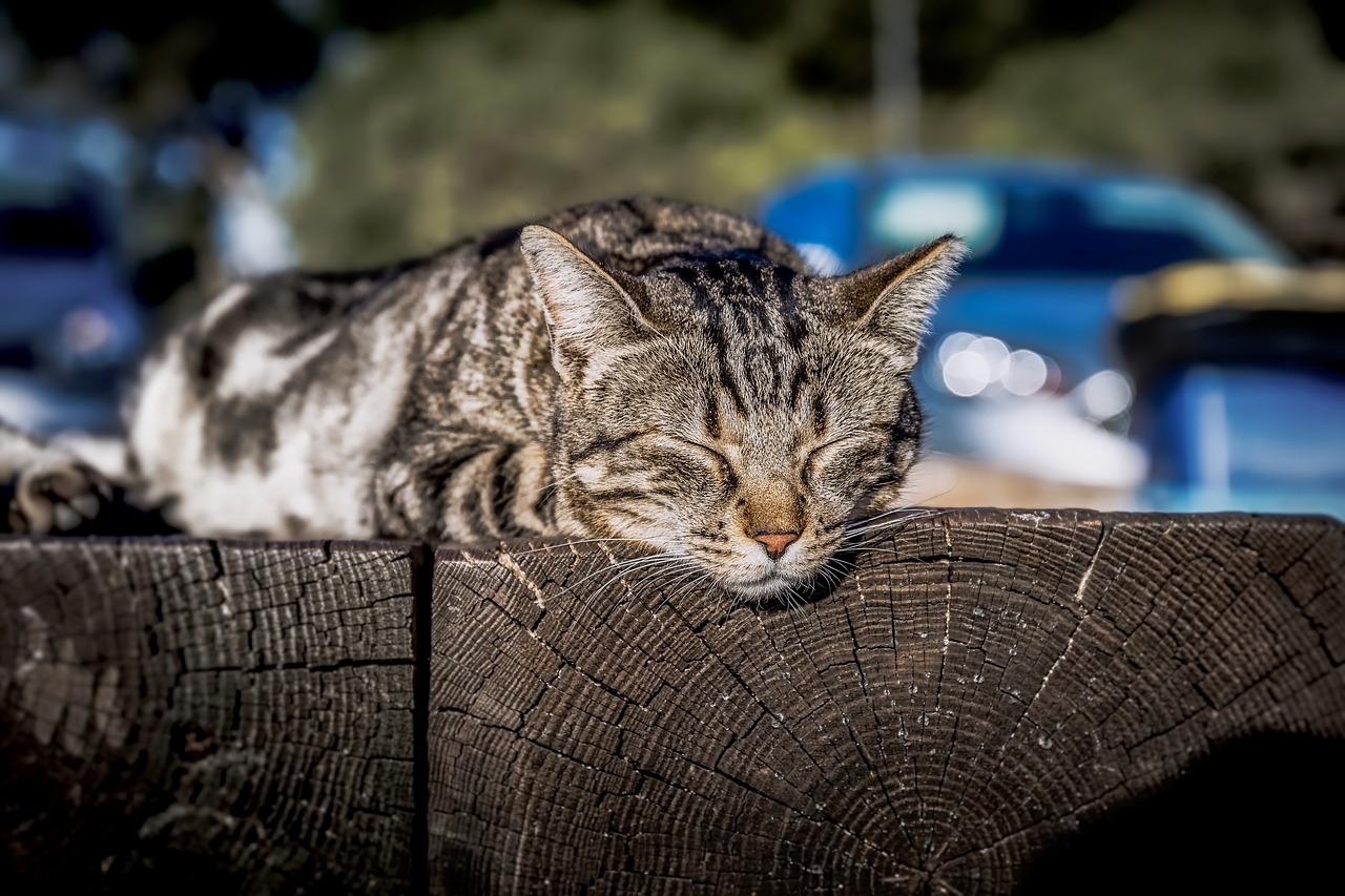 Sleep Science - Unraveling the Mystery with Philosophy